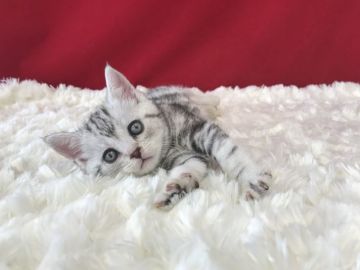 アメリカンショートヘア【埼玉県・男の子・2019年3月10日・シルバータビー】の写真「色白美男子！」