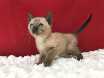 トンキニーズ【埼玉県・女の子・2019年1月16日・ナチュラルポイント】の写真「とっても可愛いトンキちゃんです！」