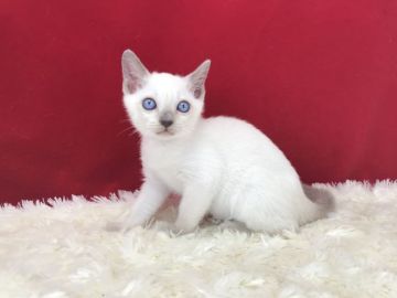 トンキニーズ【埼玉県・女の子・2020年3月23日・プラチナミンク】の写真「とっても可愛い子です。」