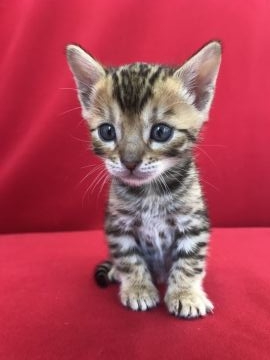 ベンガル【埼玉県・女の子・2018年3月29日・ブラックスポテットタビー】の写真「とってもお利口さん」
