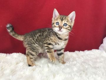 ベンガル【埼玉県・女の子・2021年1月20日・ブラウンスポテットタビー(ロゼット)】の写真「とても可愛い子です。」