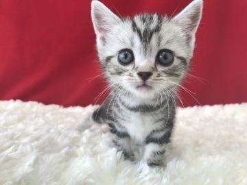 アメリカンショートヘア【埼玉県・女の子・2019年3月10日・シルバータビー】の写真「とってもキュートなアメショーちゃんです！」