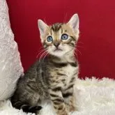 ベンガル【埼玉県・女の子・2023年4月25日・ブラウンスポテットタビー】の写真1「お顔の可愛い子ですよ」