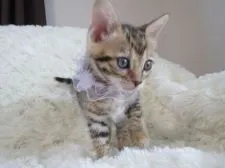 ベンガル【埼玉県・女の子・2015年7月10日・ブラウンスポテッドタビー】の写真1