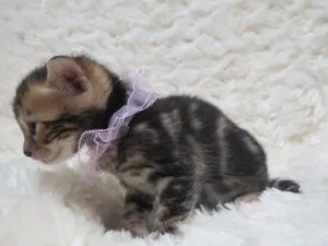 ベンガル【埼玉県・女の子・2014年1月7日・ブラウンマーブルドタビー】の写真2