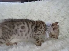 ベンガル【埼玉県・男の子・2015年3月28日・ブラウンスポテッドタビー】の写真2
