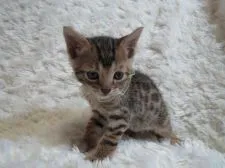 ベンガル【埼玉県・男の子・2015年12月10日・ブラウンスポテッドタビー】の写真2