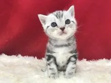 アメリカンショートヘア【埼玉県・男の子・2019年11月5日・シルバータビー】の写真2