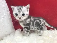 アメリカンショートヘア【埼玉県・男の子・2019年11月5日・シルバータビー】の写真3