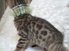 ベンガル【埼玉県・男の子・2015年12月10日・ブラウンスポテッドタビー】の写真3