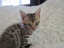 ベンガル【埼玉県・女の子・2015年7月10日・ブラウンスポテッドタビー】の写真3