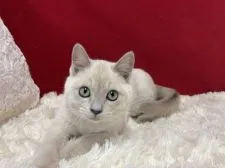 トンキニーズ【埼玉県・女の子・2021年11月18日・】の写真3