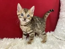 ベンガル【埼玉県・男の子・2022年8月10日・ブラウンスポテットタビー(ロゼット)】の写真3