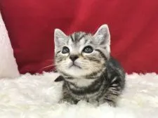 アメリカンショートヘア【埼玉県・男の子・2019年11月5日・シルバータビー】の写真3