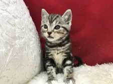 アメリカンショートヘア【埼玉県・男の子・2019年11月5日・シルバータビー】の写真4