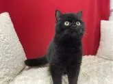 ブリティッシュショートヘア【埼玉県・女の子・2022年4月24日・ブラック】の写真4