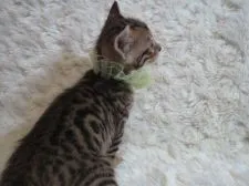 ベンガル【埼玉県・男の子・2015年12月10日・ブラウンスポテッドタビー】の写真4