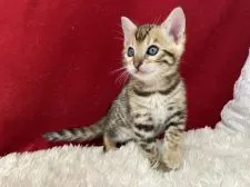 ベンガル【埼玉県・男の子・2021年2月28日・ブラウンスポテットタビー(ロゼット)】の写真5