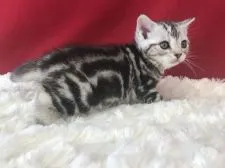 アメリカンショートヘア【埼玉県・女の子・2019年3月3日・シルバータビー】の写真5