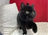 ブリティッシュショートヘア【埼玉県・女の子・2022年4月24日・ブラック】の写真5