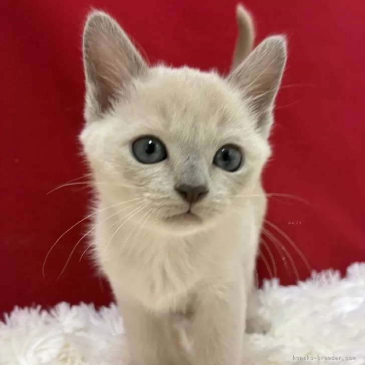 トンキニーズ【埼玉県・女の子・2025年9月4日・プラチナ】の写真1