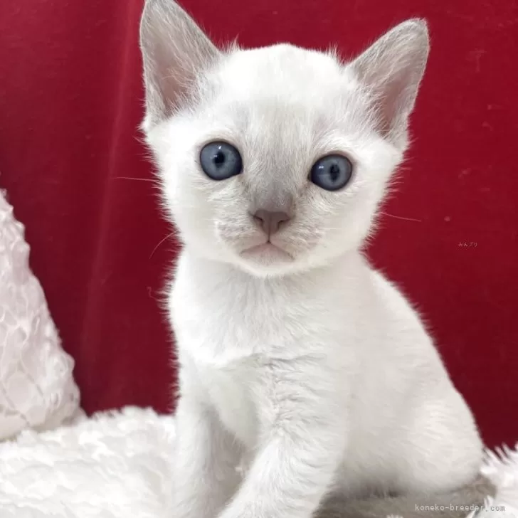 ID：2504-02705の子猫