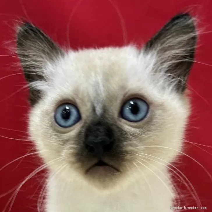 トンキニーズ【埼玉県・女の子・2025年9月9日・シールポイント】の写真1