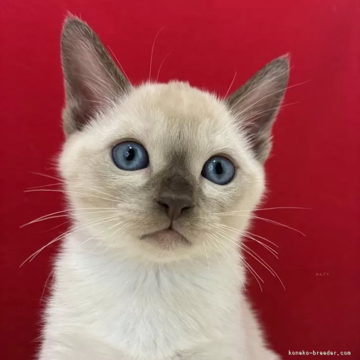H.K 様のお迎えした子猫
