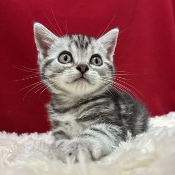 アメリカンショートヘア【埼玉県・男の子・2025年9月14日・シルバータビー】の写真「とっても可愛い子ですよ！」