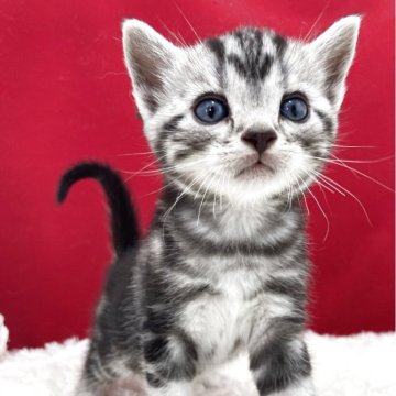 アメリカンショートヘア【埼玉県・男の子・2025年5月28日・シルバータビー】の写真「とっても可愛い子ですよ！」