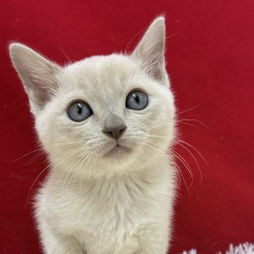トンキニーズ【埼玉県・女の子・2025年9月4日・プラチナ】の写真「とっても可愛い子ですよ！」