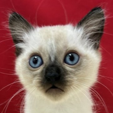 トンキニーズ【埼玉県・女の子・2025年9月9日・シールポイント】の写真「とっても可愛い子ですよ。」