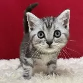 アメリカンショートヘア