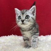 アメリカンショートヘア