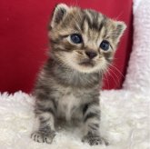 アメリカンショートヘア