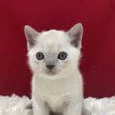 トンキニーズ【埼玉県・男の子・2024年11月15日・プラチナ】の写真1