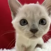 トンキニーズ【埼玉県・女の子・2025年9月4日・プラチナ】の写真3