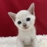 トンキニーズ【埼玉県・男の子・2025年9月4日・プラチナミンク】の写真4