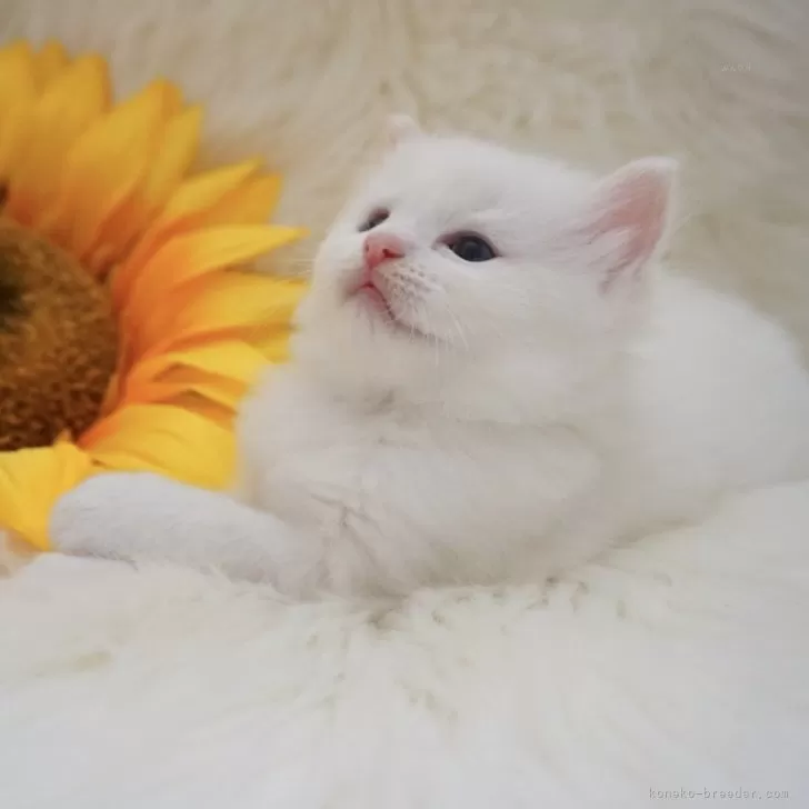 ID：2408-01149の子猫