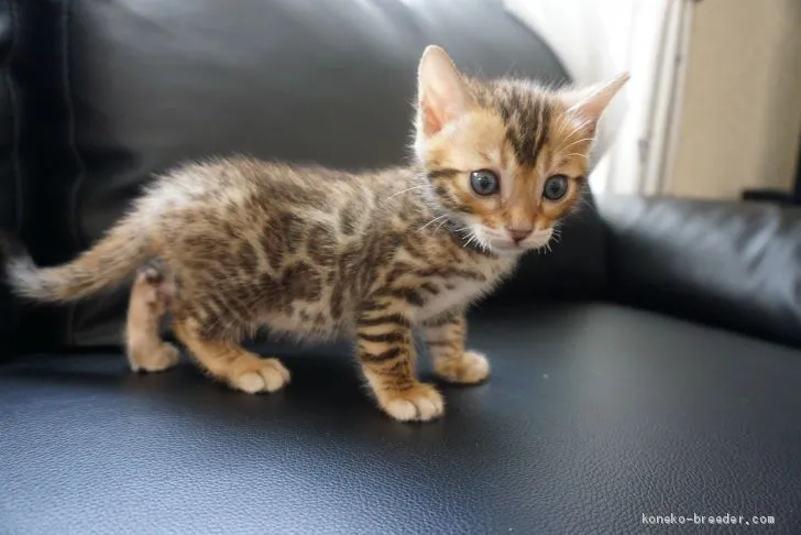 ID：2003-01762の子猫