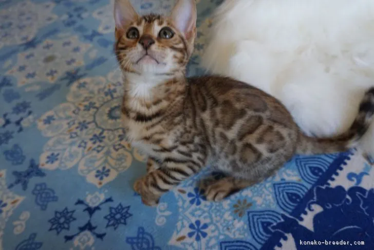 ID:1809-00334の子猫