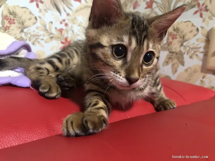 ID:1910-01060の子猫