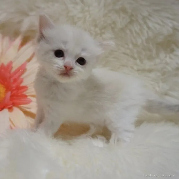 ID：2310-01579の子猫