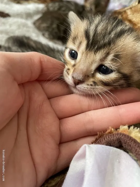 km 様のお迎えした子猫