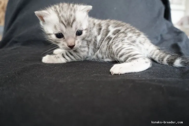 ID：1906-00122の子猫
