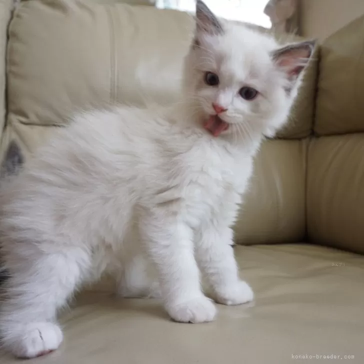 ID：2404-03356の子猫