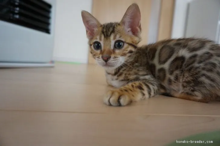 ID：2003-01766の子猫