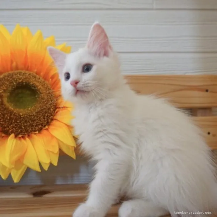 ID:2304-00286の子猫