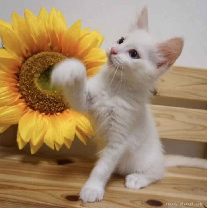ID：2206-00552の子猫