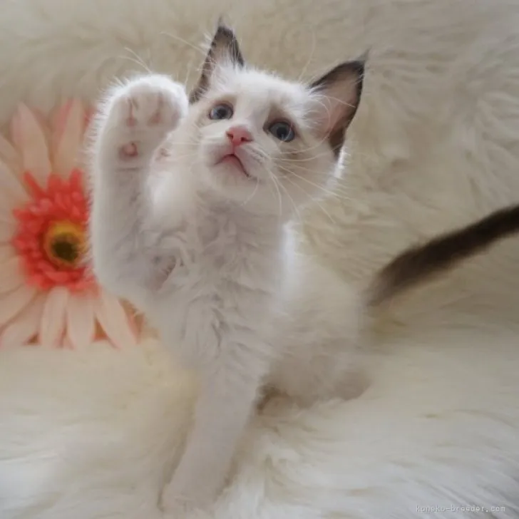 ラグドール【埼玉県・男の子・2023年9月26日・シールポイントバイカラー】の写真1